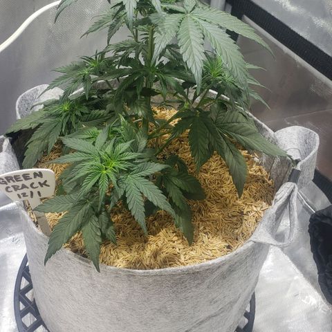 Green Crack Auto growlog timeline photo