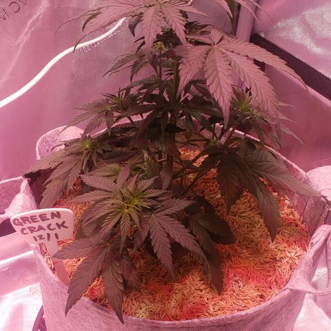 Green Crack Auto growlog timeline photo