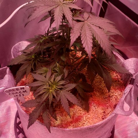 Green Crack Auto growlog timeline photo