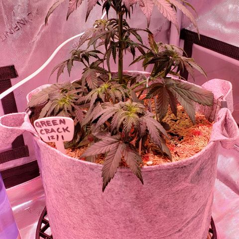 Green Crack Auto growlog timeline photo