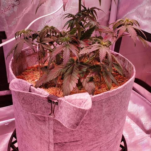 Green Crack Auto growlog timeline photo