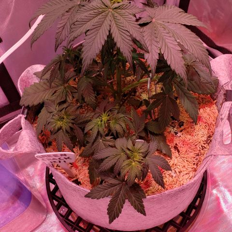 Green Crack Auto growlog timeline photo