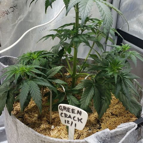 Green Crack Auto growlog timeline photo