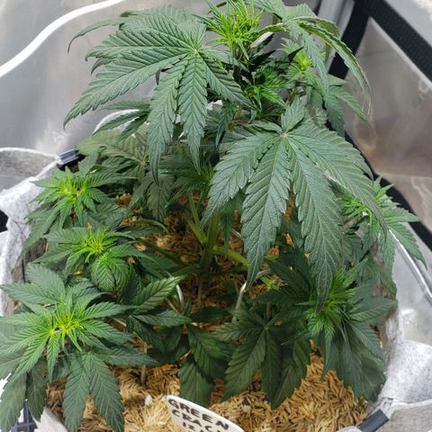 Green Crack Auto growlog timeline photo
