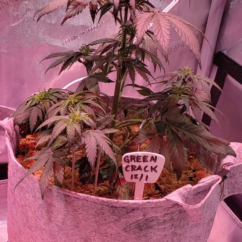 Green Crack Auto growlog timeline photo