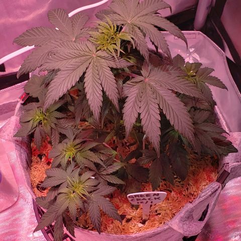 Green Crack Auto growlog timeline photo