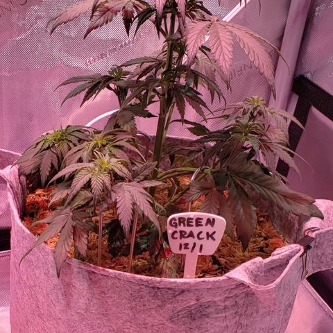 Green Crack Auto growlog timeline photo