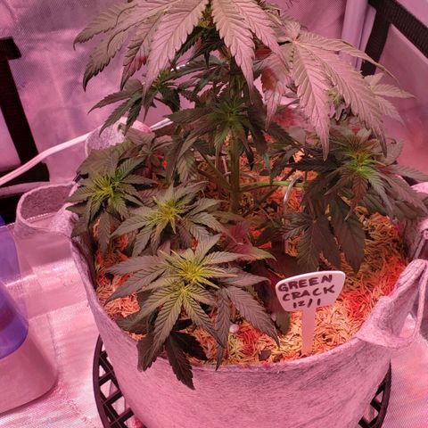 Green Crack Auto growlog timeline photo