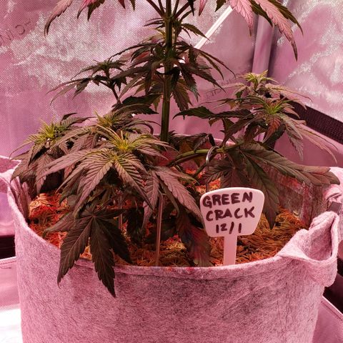 Green Crack Auto growlog timeline photo