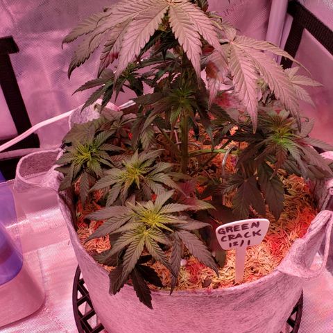 Green Crack Auto growlog timeline photo