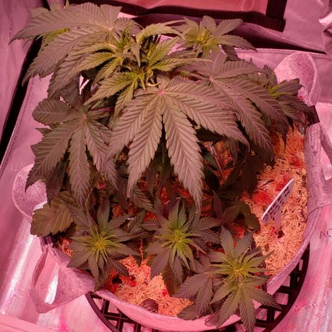 Green Crack Auto growlog timeline photo