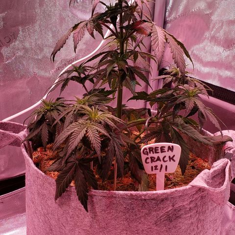Green Crack Auto growlog timeline photo