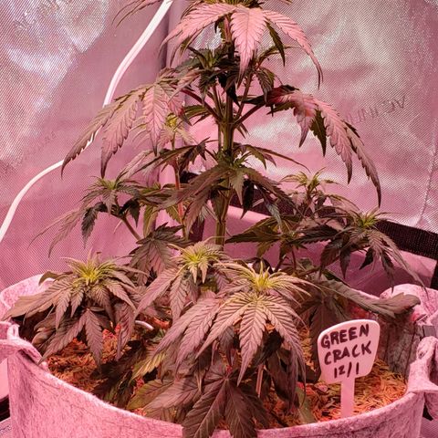 Green Crack Auto growlog timeline photo