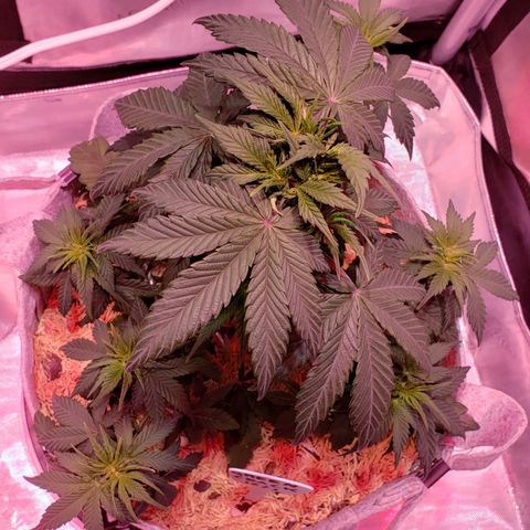 Green Crack Auto growlog timeline photo