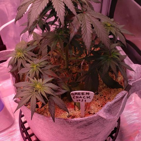Green Crack Auto growlog timeline photo