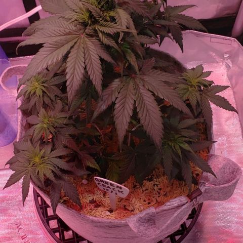 Green Crack Auto growlog timeline photo