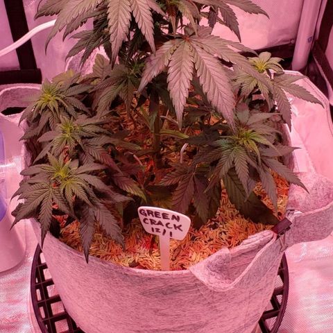 Green Crack Auto growlog timeline photo