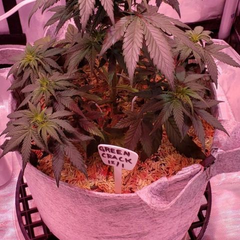 Green Crack Auto growlog timeline photo