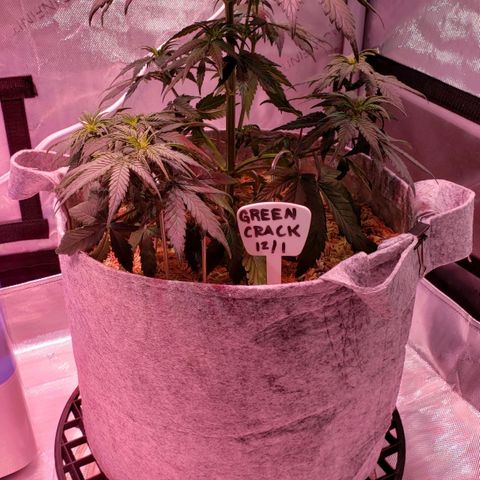 Green Crack Auto growlog timeline photo
