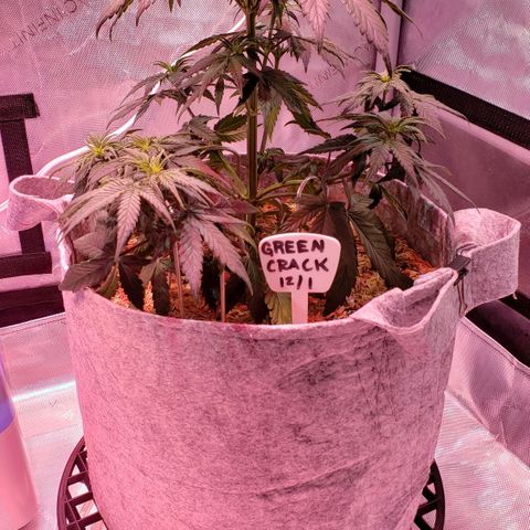 Green Crack Auto growlog timeline photo