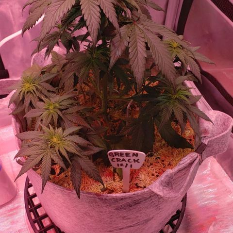Green Crack Auto growlog timeline photo