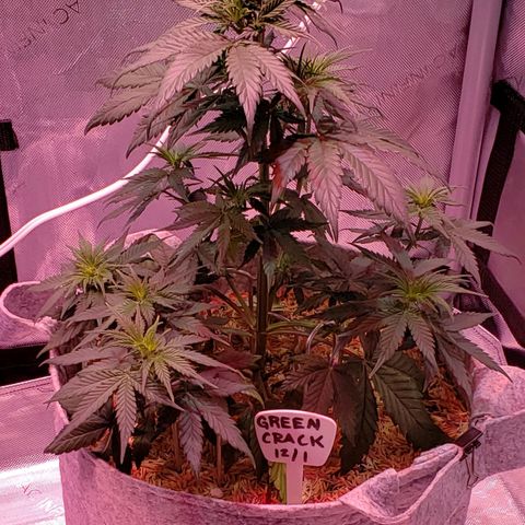 Green Crack Auto growlog timeline photo