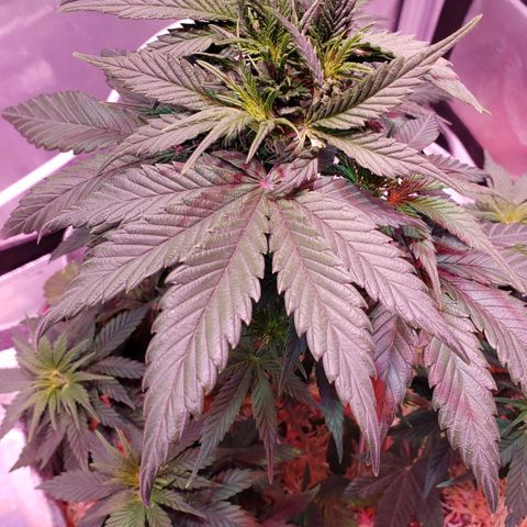 Green Crack Auto growlog timeline photo