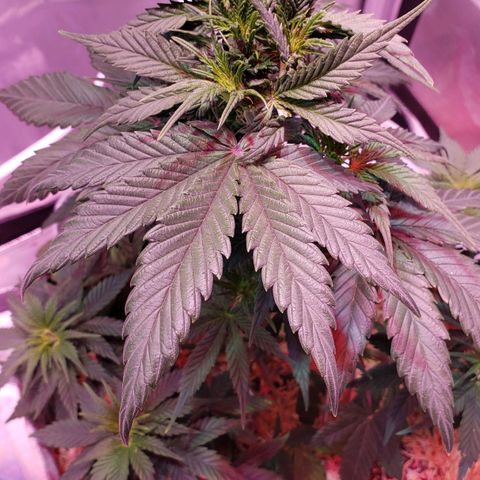 Green Crack Auto growlog timeline photo