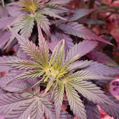 Green Crack Auto growlog timeline photo