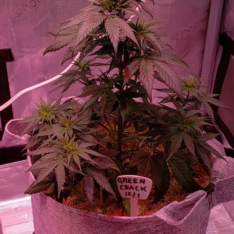 Green Crack Auto growlog timeline photo