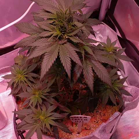 Green Crack Auto growlog timeline photo