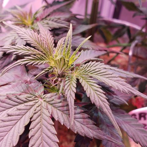 Green Crack Auto growlog timeline photo