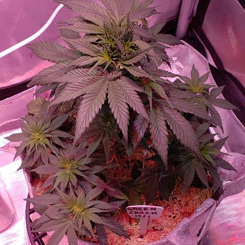 Green Crack Auto growlog timeline photo