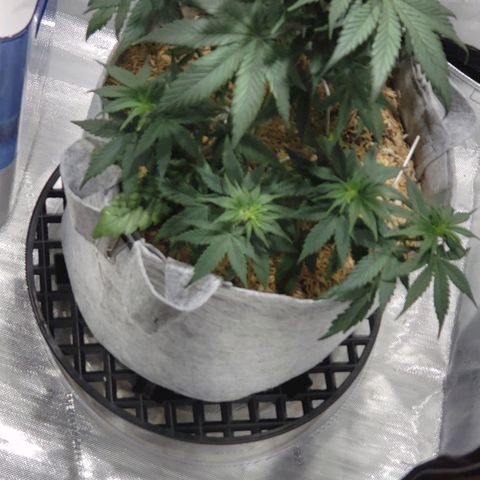 Green Crack Auto growlog timeline photo