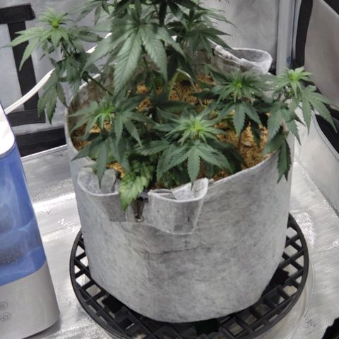 Green Crack Auto growlog timeline photo