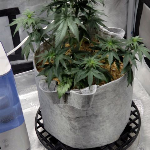 Green Crack Auto growlog timeline photo