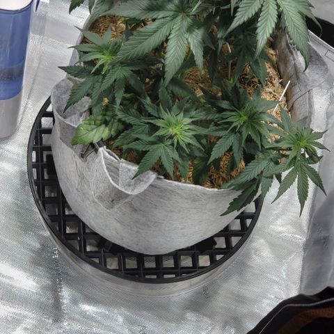 Green Crack Auto growlog timeline photo