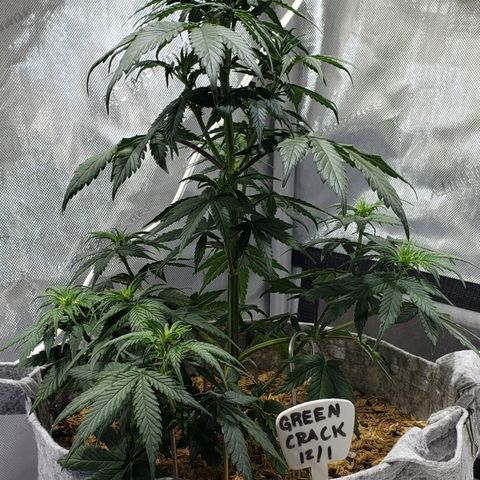 Green Crack Auto growlog timeline photo