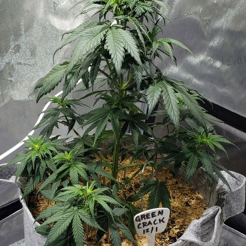 Green Crack Auto growlog timeline photo