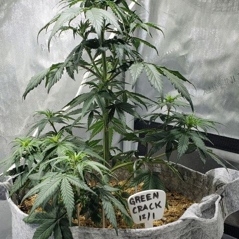 Green Crack Auto growlog timeline photo