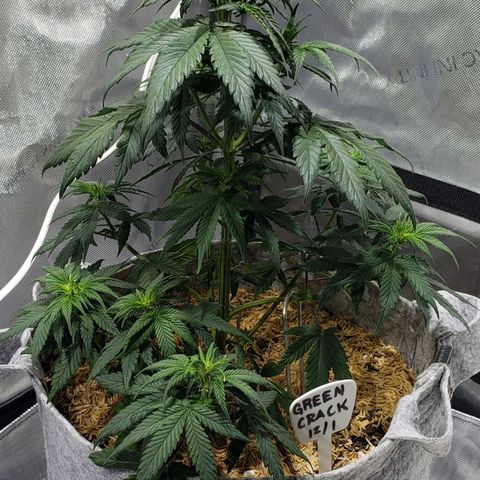 Green Crack Auto growlog timeline photo