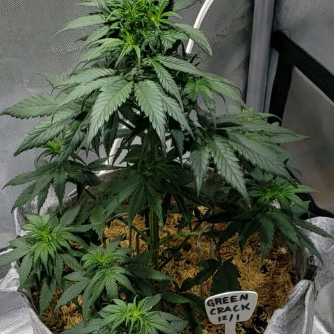 Green Crack Auto growlog timeline photo