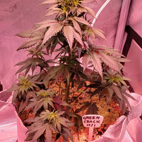 Green Crack Auto growlog timeline photo
