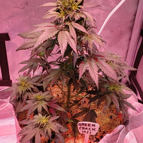 Green Crack Auto growlog timeline photo