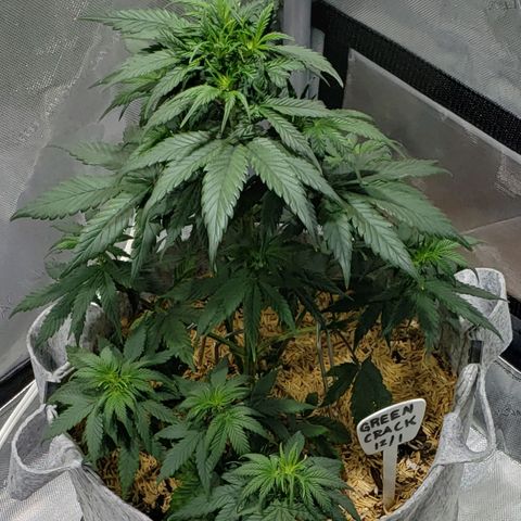 Green Crack Auto growlog timeline photo