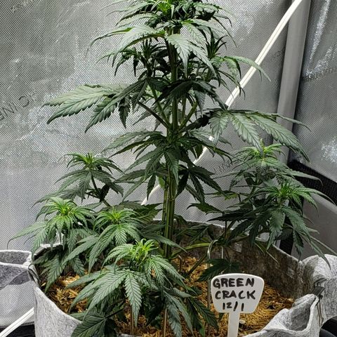 Green Crack Auto growlog timeline photo