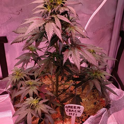 Green Crack Auto growlog timeline photo