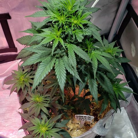 Green Crack Auto growlog timeline photo