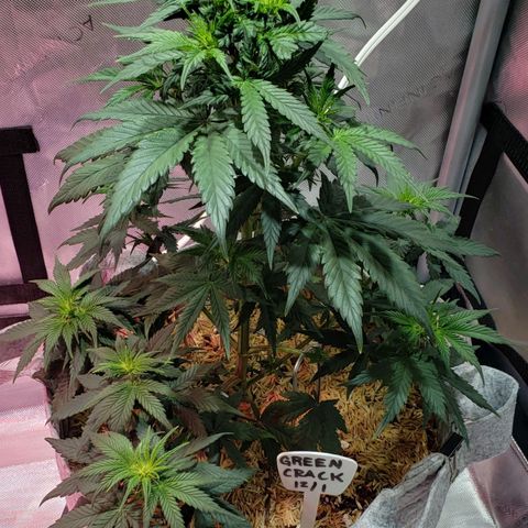 Green Crack Auto growlog timeline photo