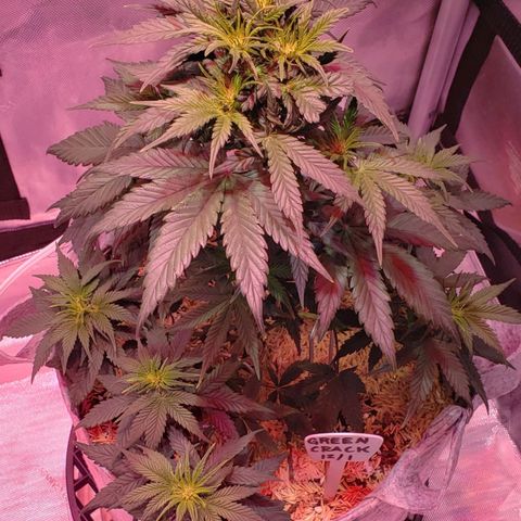 Green Crack Auto growlog timeline photo
